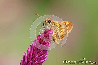 Yellowpatch Skipper Stock Photo