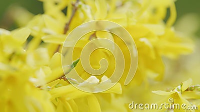 Yellows, bright forsythia flowers in spring. Natural beauty of spring nature. Rack focus. Stock Photo