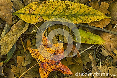 The Yellows, Greens, and Little Red of Fall Stock Photo