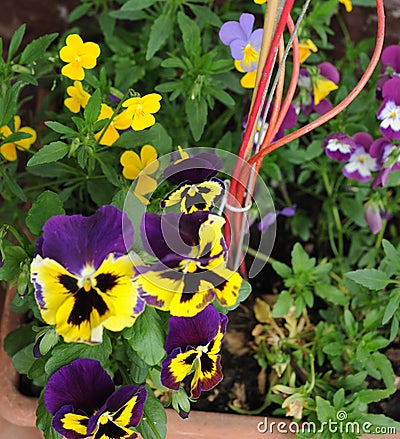 Yellows and purples pansies flowers Stock Photo