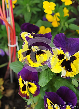 yellows and purples pansies flowers Stock Photo