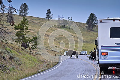 Yellowstone Bison crossing the road Editorial Stock Photo