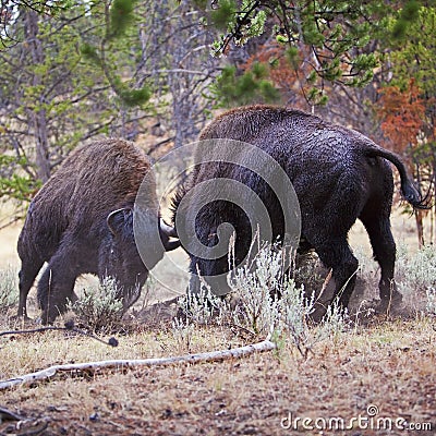 Yellowstone Bison buffalo wildlife fighting Stock Photo