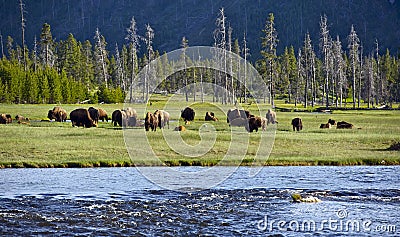 Yellowstone Landscapes Stock Photo