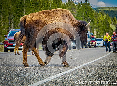 YELLOWSTONE, MONTANA, USA MAY 24, 2018: Outdoor view of american Bison crossing the road in Yelowstone National Park Editorial Stock Photo