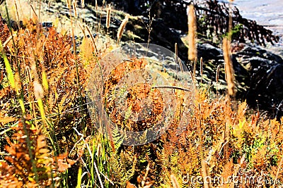 Yellowstone National Park Beautiful grass Stock Photo