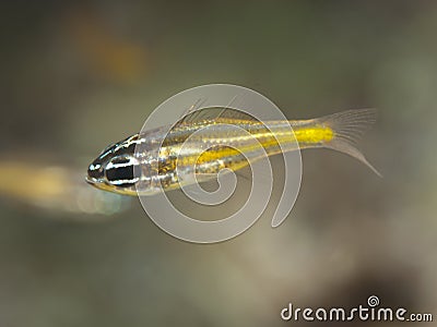 Yellowstriped cardinalfish Stock Photo