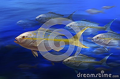 Yellowtail fish Stock Photo