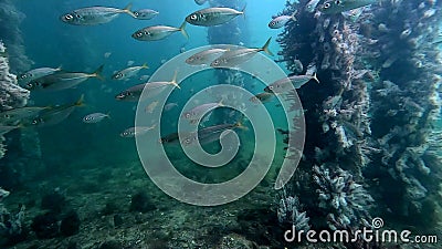 Yellowtail Fish under the Port Hughes Jetty Stock Photo