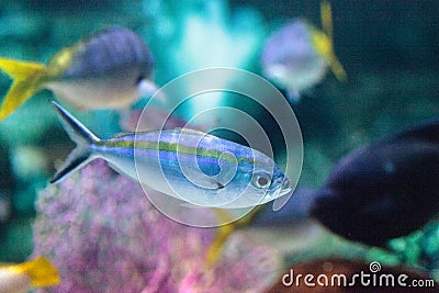 Yellowtailed fusileer fish Caesio cuning Stock Photo