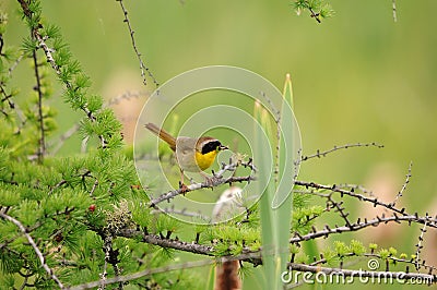 Yellowthroat Bird Stock Photos. Yellowthroat bird profile-view with bokeh background. Evergreen foreground Stock Photo
