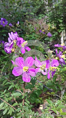 Yelow color beautifil natural plant in sri lanka Stock Photo