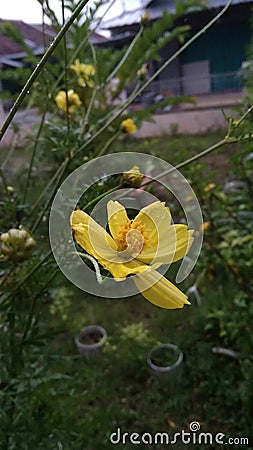 Yelow color flowers of the cosmos plant Stock Photo