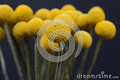 Yelow craspedia flower for background Stock Photo