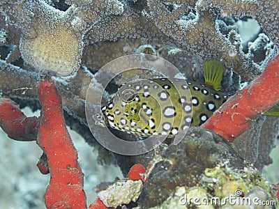 Yelow cube fish in the water of the ref sea reefs Stock Photo