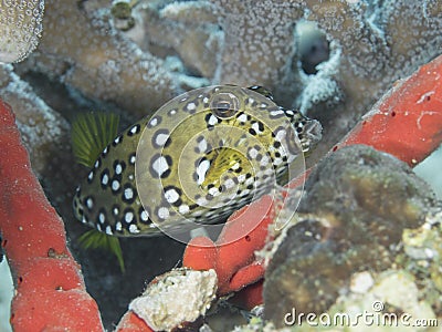 Yelow cube fish in the water of the ref sea reefs Stock Photo