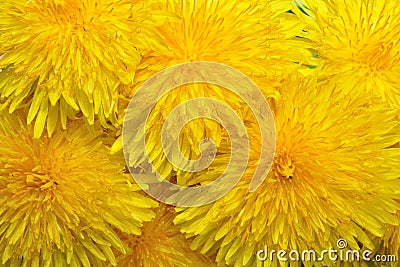 Yelow dandelions Stock Photo