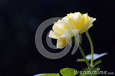 Yelow Garden Rose Stock Photo