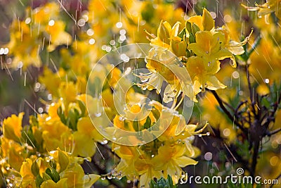 Yelow rhododendron flowers under the rain Stock Photo