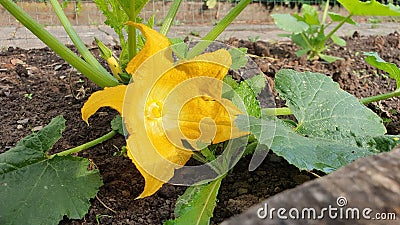 Yelow Zucchini flower in full bloom Stock Photo