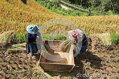 YEN BAI, VIETNAM - September 13, 2016: Farmers are threshing grain by traditional method on terraced rice field in Mu Cang Chai Editorial Stock Photo