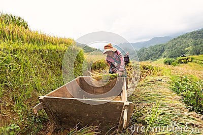 YEN BAI, VIETNAM - September 14, 2016: Farmers are threshing grain by traditional method on terraced rice field in Mu Cang Chai Editorial Stock Photo