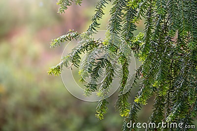 Yew branches with fresh green leaves. Green branches of yew tree, Taxus baccata, English yew, European yew. Stock Photo