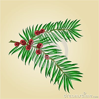 Yew branches with red berries vector Vector Illustration