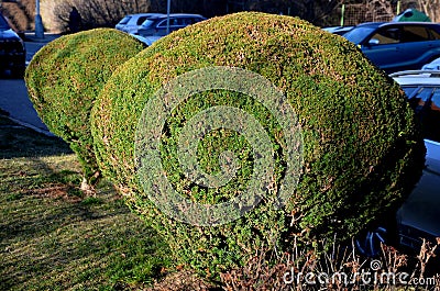 The yew is cut into a sphere. is very dense and evergreen. regular pruning is reflected in the density of the bushes. very old spe Stock Photo