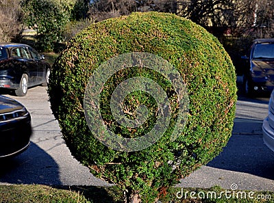 The yew is cut into a sphere. is very dense and evergreen. regular pruning is reflected in the density of the bushes. very old spe Stock Photo