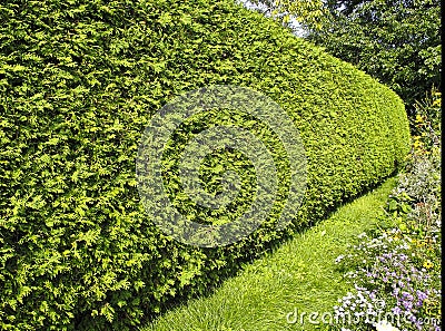 Yew Hedge Stock Photo