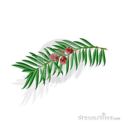 Yew sprigs with red berries vector illustration Vector Illustration