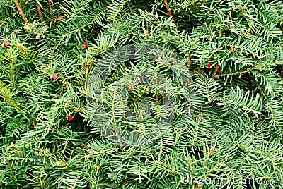 Yew (Taxus baccata) green leaves and red fruit Stock Photo