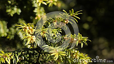Yew (Taxus baccata) male flowers Stock Photo