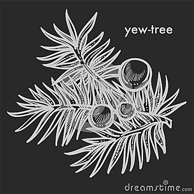 Yew tree branch with seed cones and needle leaves hand drawn sketch Vector Illustration