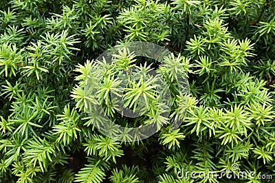 Yew tree. Growing branches with green needles. Stock Photo