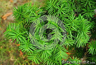 Yew tree. Taxus baccata. Stock Photo