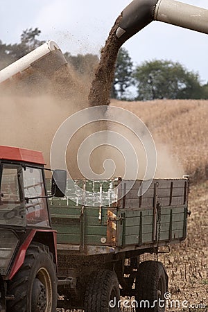 Yielding crop Stock Photo