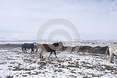 Yilki horses in Kayseri Turkey are wild horses with no owners. Stock Photo