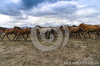 Yilki horses on mountain Stock Photo