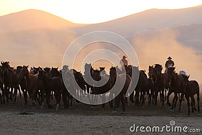 Yilki Horses Running in Field, Kayseri, Turkey Editorial Stock Photo