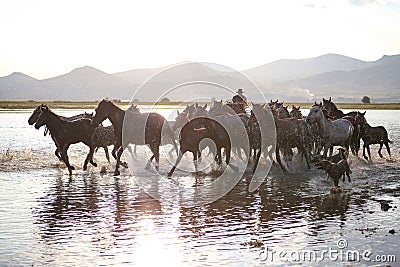 Yilki Horses Running in Water, Kayseri, Turkey Editorial Stock Photo