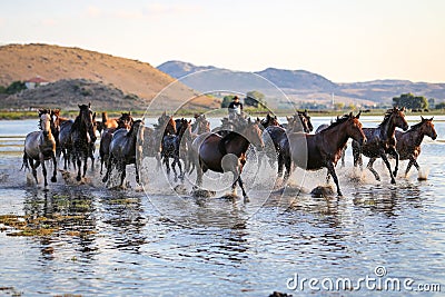 Yilki Horses Running in Water, Kayseri, Turkey Editorial Stock Photo