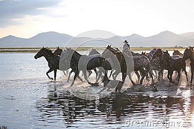 Yilki Horses Running in Water, Kayseri, Turkey Editorial Stock Photo