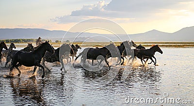 Yilki Horses Running in Water, Kayseri, Turkey Editorial Stock Photo