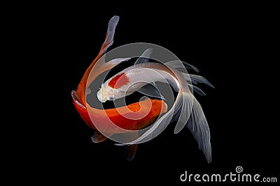 Koi fish japanese Black background Stock Photo