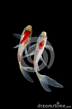 Koi fish japanese Black background Stock Photo