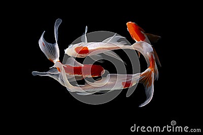 Koi fish japanese Black background Stock Photo