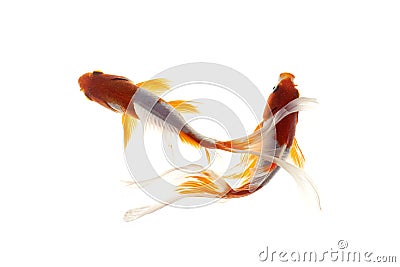 Koi fish japanese White background Stock Photo