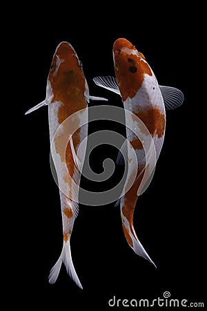 Two koi fish doitsu with a black background Stock Photo